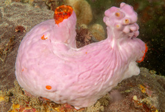 Pyura spinifera