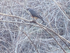 Falco novaeseelandiae