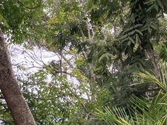 Glaucidium brasilianum