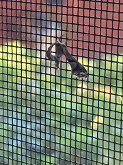 Lineodes