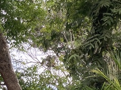 Glaucidium brasilianum