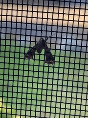 Lineodes