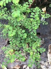 Phyllanthus tenellus