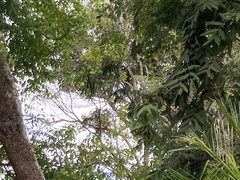 Glaucidium brasilianum