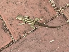 Microlophus indefatigabilis