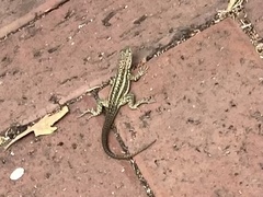 Microlophus indefatigabilis