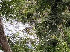 Glaucidium brasilianum