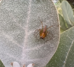 Oxyopidae