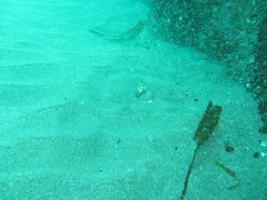 Ovalipes trimaculatus