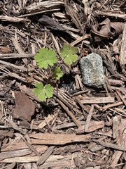 Geranium carolinianum