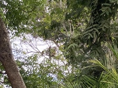 Glaucidium brasilianum