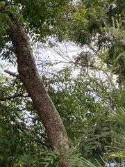 Glaucidium brasilianum