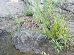 Coleataenia rigidula