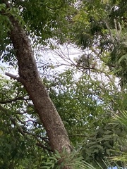 Glaucidium brasilianum