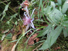 Symphyotrichinae