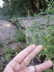 Coleataenia rigidula