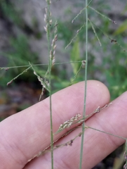 Coleataenia rigidula