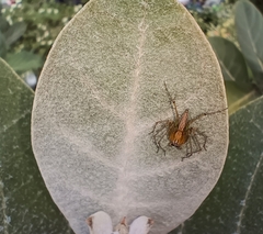 Oxyopidae