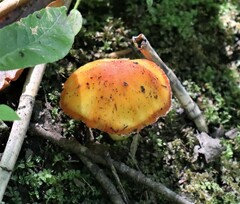 Hygrocybe acutoconica