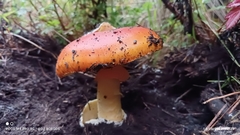 Amanita basii