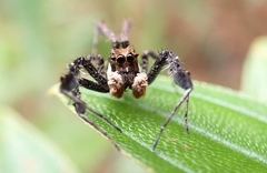 Portia labiata