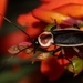 Cucaracha Tricolor - Photo (c) Alex Rebelo, algunos derechos reservados (CC BY-NC), subido por Alex Rebelo