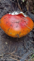 Amanita basii