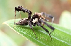 Portia labiata