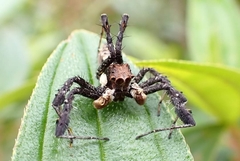 Portia labiata