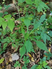 Symphyotrichum prenanthoides