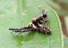 Portia labiata