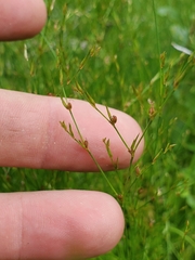 Juncus pelocarpus