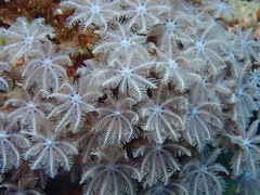 Clavularia