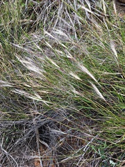 Austrostipa elegantissima