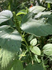 Acalypha ostryifolia
