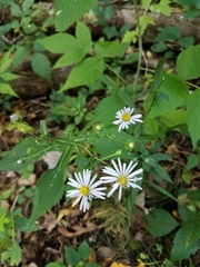 Symphyotrichum prenanthoides