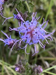 Liatris squarrulosa