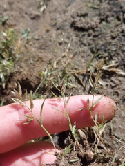 Eragrostis hypnoides