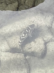 Sphoeroides annulatus