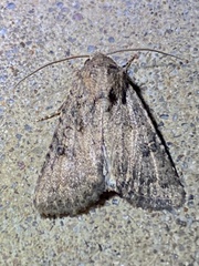 Protorthodes