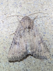 Protorthodes