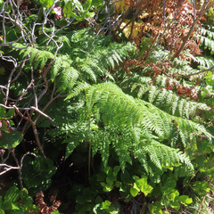 Pteridium aquilinum pubescens