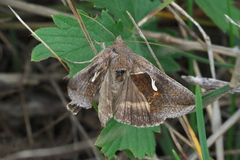 Anagrapha falcifera