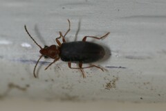 Notoxus murinipennis