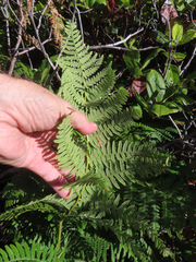 Pteridium aquilinum pubescens