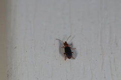 Notoxus murinipennis