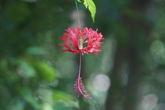 Hibiscus schizopetalus