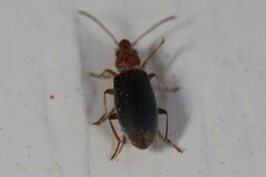 Notoxus murinipennis