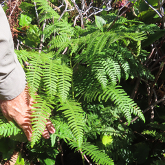 Pteridium aquilinum pubescens