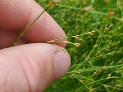 Juncus pelocarpus